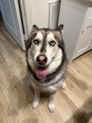 Reunited Female Dog last seen Imperial & Nohl Ranch Rd , Anaheim, CA 92807