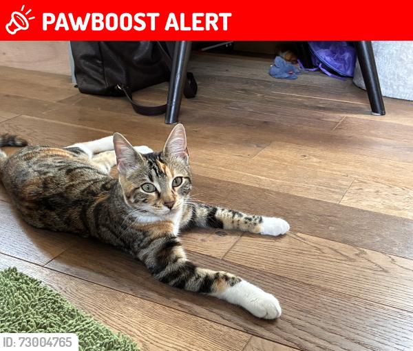 Lost Female Cat last seen ME9 9HN, Conyer, England ME9 9HN