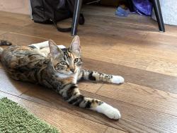 Lost Female Cat last seen ME9 9HN, Conyer, England ME9 9HN