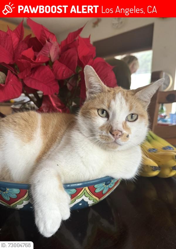 Lost Male Cat last seen Washington and Centinella, Los Angeles, CA 90066