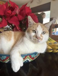 Lost Male Cat last seen Washington and Centinella, Los Angeles, CA 90066