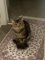 Lost Male Cat last seen Aspens At Belvedere, SeaTac, WA 98198