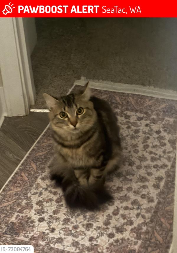 Lost Male Cat last seen Aspens At Belvedere, SeaTac, WA 98198