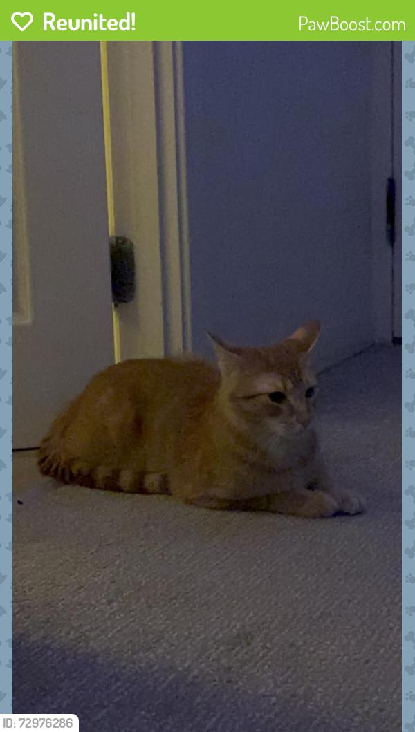 Reunited Male Cat last seen near market basket, Somerville, MA 02143