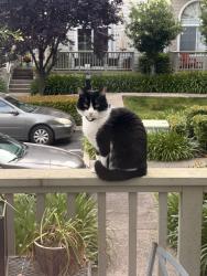 Lost Male Cat last seen Redwood shores parkway , Redwood City, CA 94065