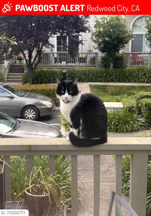 Lost Male Cat last seen Redwood shores parkway , Redwood City, CA 94065