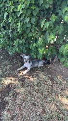 Found/Stray Male Dog last seen hse, Phoenix, AZ 85019