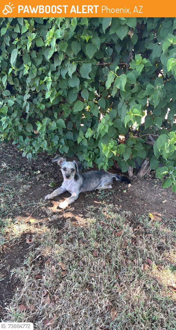 Found/Stray Male Dog last seen hse, Phoenix, AZ 85019
