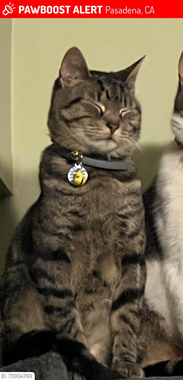 Lost Male Cat last seen Rosemont and Orange Grove, Pasadena, CA 91103