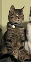 Lost Male Cat last seen Rosemont and Orange Grove, Pasadena, CA 91103