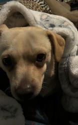 Lost Male Dog last seen by a school , Los Angeles, CA 90059