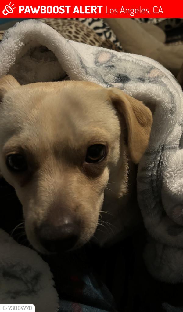 Lost Male Dog last seen by a school , Los Angeles, CA 90059