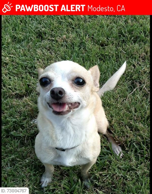 Lost Female Dog last seen Mt Vernon & Irvin Ave, Modesto, CA 95350