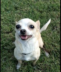Lost Female Dog last seen Mt Vernon & Irvin Ave, Modesto, CA 95350