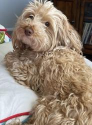 Reunited Male Dog last seen Seastrand park, North Las Vegas, NV 89084