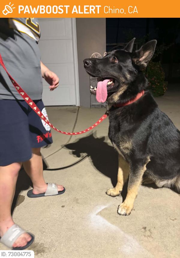 Found/Stray Male Dog last seen Riverside & 11th CHINO CA , Chino, CA 91710