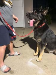Found/Stray Male Dog last seen Riverside & 11th CHINO CA , Chino, CA 91710