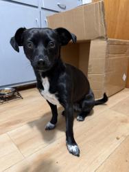 Found/Stray Female Dog last seen Marina Park, San Leandro, CA 94577