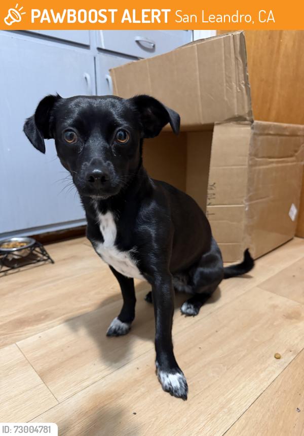 Found/Stray Female Dog last seen Marina Park, San Leandro, CA 94577