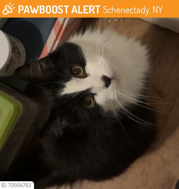 Found/Stray Female Cat last seen Salvia Ln, Schenectady, NY 12303