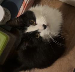 Found/Stray Female Cat last seen Salvia Ln, Schenectady, NY 12303