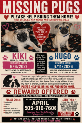 Lost Female Dog last seen Casa colorada, Casa Colorada, NM 87002