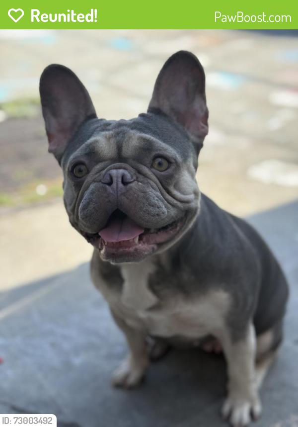 Reunited Female Dog last seen Near E Florence Ave, Huntington Park, CA 90255, USA, Huntington Park, CA 90255