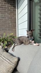 Lost Female Dog last seen Near sabal crossing court , Port Orange, FL 32128