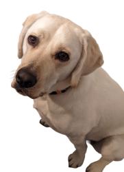 Reunited Female Dog last seen Near Monongahela St, San Diego, CA 92117, USA, San Diego, CA 92117