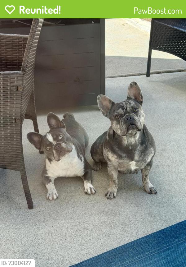 Reunited Female Dog last seen Sunbow Park, E Naple St and Medical Center Drive, Chula Vista, CA 91911