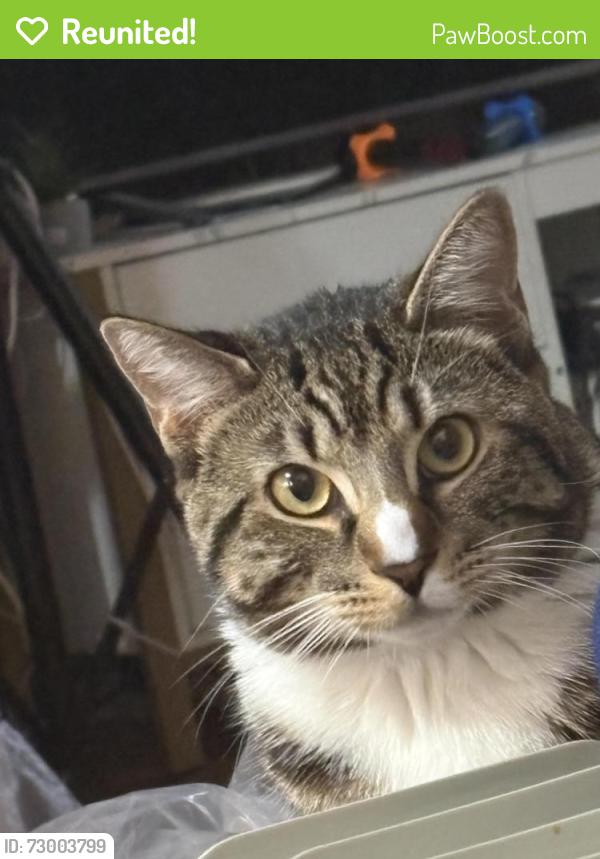 Reunited Male Cat last seen west chew ave, Philadelphia, PA 19120