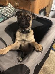 Reunited Male Dog last seen Jenny Drive, Huntington Beach, CA 92646