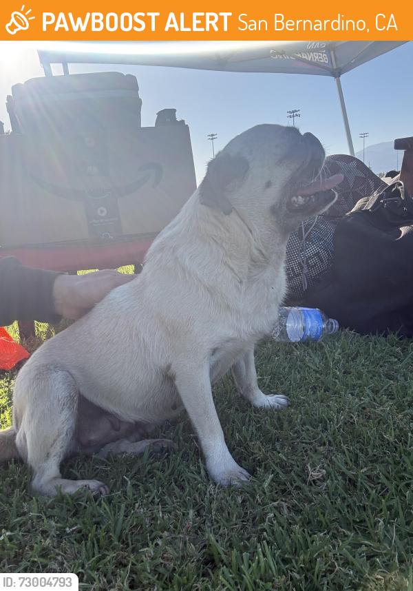 Found/Stray Female Dog last seen San Bernardino Soccer Park, San Bernardino, CA 92401
