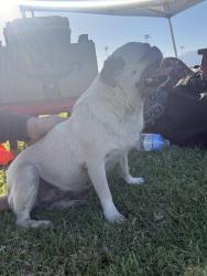 Found/Stray Female Dog last seen San Bernardino Soccer Park, San Bernardino, CA 92401