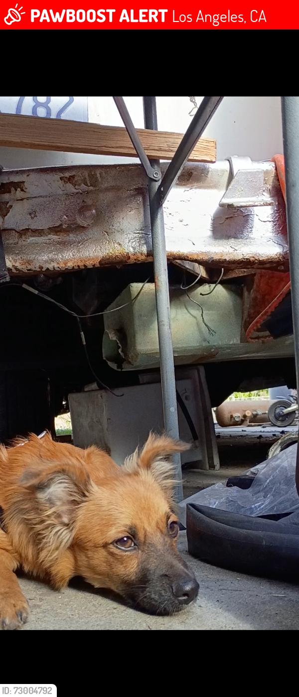 Lost Male Dog last seen 83rd st / Figueroa , Los Angeles, CA 90044