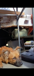 Lost Male Dog last seen 83rd st / Figueroa , Los Angeles, CA 90044