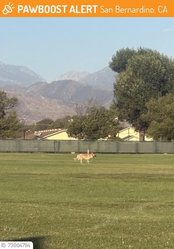 Found/Stray Unknown Dog last seen San Bernardino Soccer Park, San Bernardino, CA 92401