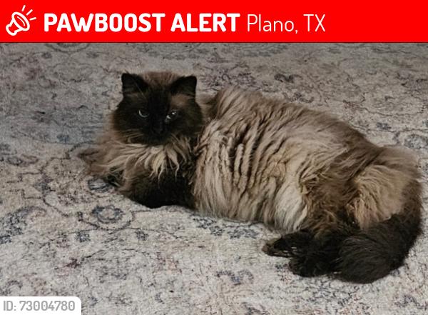 Lost Male Cat last seen Lombardy Dr and Alma , Plano, TX 75023