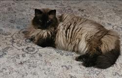 Lost Male Cat last seen Lombardy Dr and Alma , Plano, TX 75023