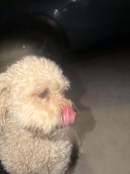 Found/Stray Female Dog last seen Near ancurza way, Chula Vista, CA 91911
