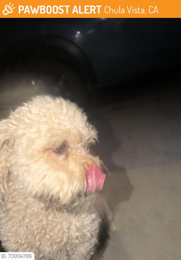 Found/Stray Female Dog last seen Near ancurza way, Chula Vista, CA 91911