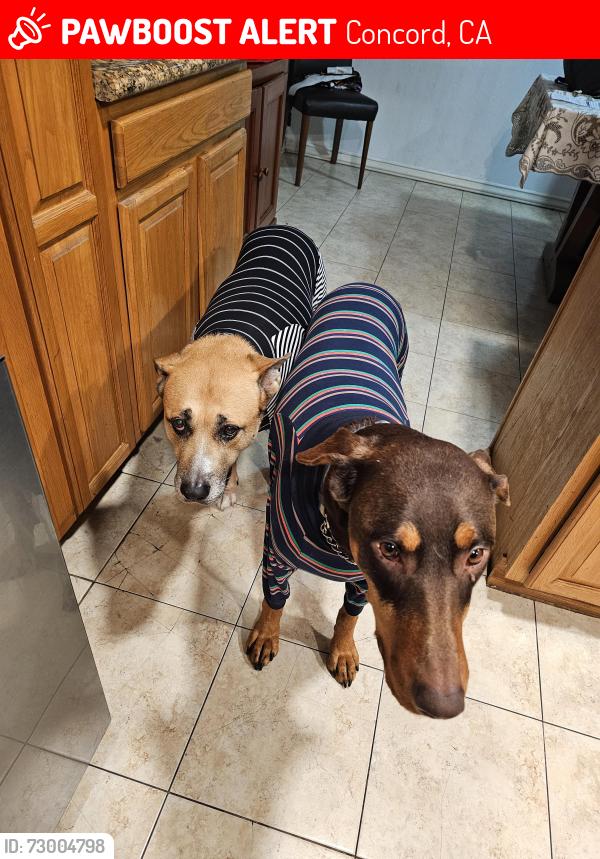 Lost Female Dog last seen Bailey, Concord, CA 94521