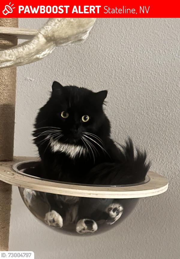 Lost Male Cat last seen Stateline nv, Stateline, NV 89449