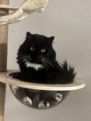Lost Male Cat last seen Stateline nv, Stateline, NV 89449