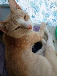 Lost Female Cat last seen Melrose Ave S and 21st St S Evara Johnny Ruth Clark, St. Petersburg, FL 33712