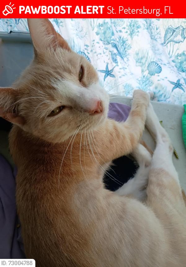 Lost Female Cat last seen Melrose Ave S and 21st St S Evara Johnny Ruth Clark, St. Petersburg, FL 33712