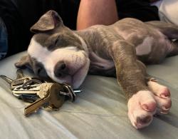Lost Female Dog last seen California ave, real rd, Easton dr., Bakersfield, CA 93301