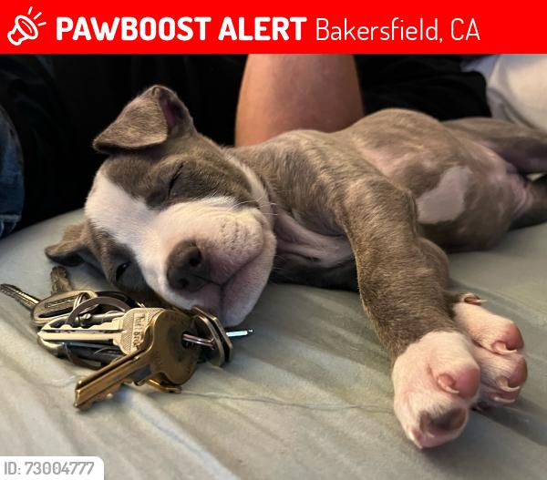 Lost Female Dog last seen California ave, real rd, Easton dr., Bakersfield, CA 93309