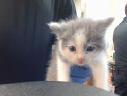 Shelter Stray Female Cat last seen OLDWOODS WAY/VALLEY WOODS, 95828, 3839 Bradshaw Rd, Sacramento, CA 95827, USA