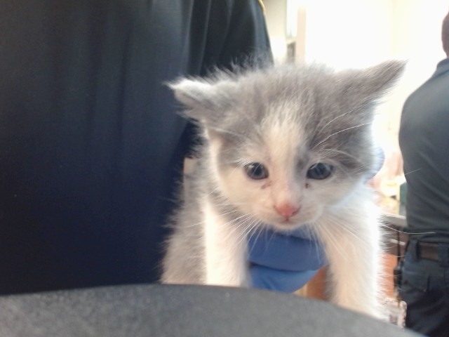 Shelter Stray Female Cat last seen OLDWOODS WAY/VALLEY WOODS, 95828, 3839 Bradshaw Rd, Sacramento, CA 95827, USA